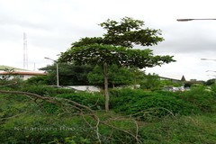Terminalia procera